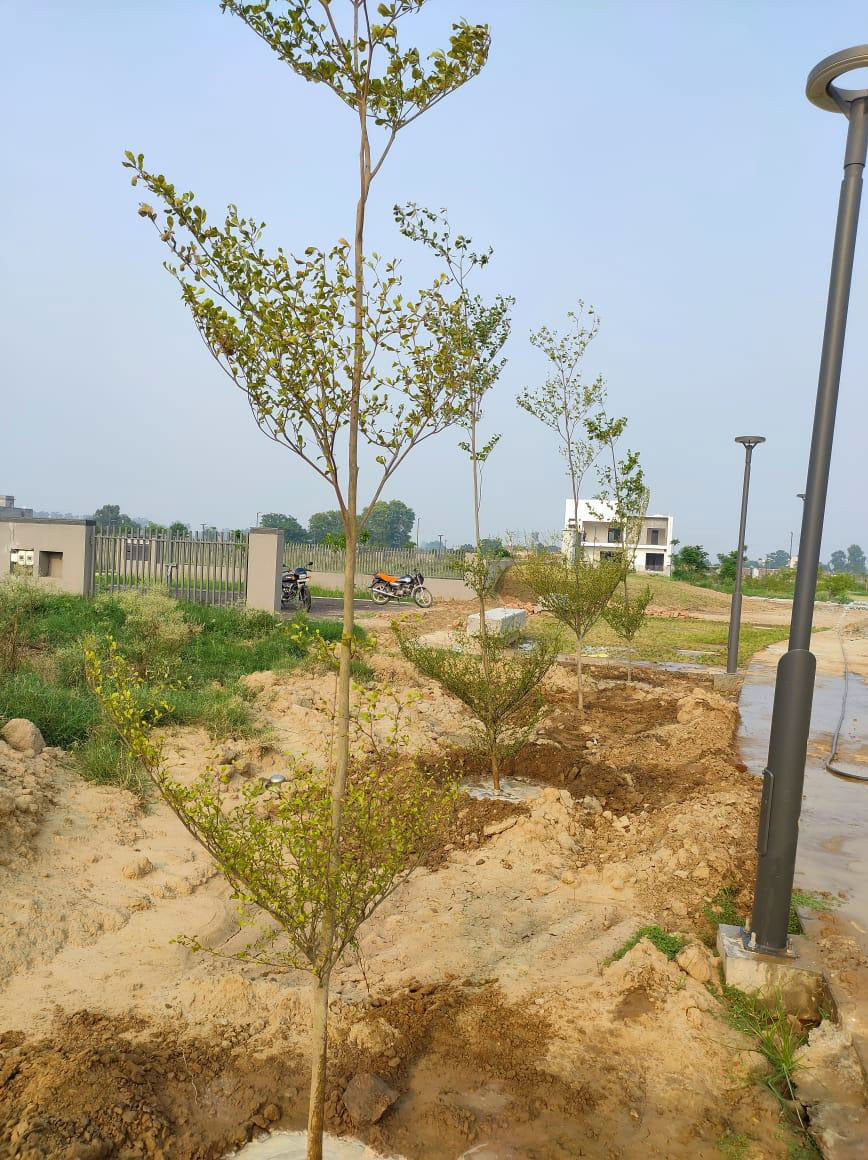 Tree Plantation at Central Greens